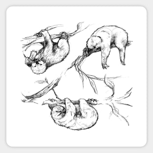 Sketches of a Sloth Magnet